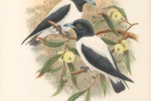 White-breasted Woodswallow