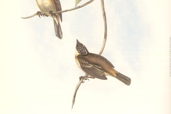 White-breasted Woodswallow