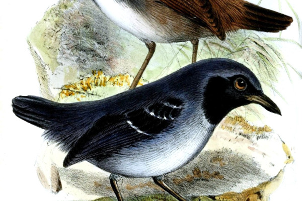 White-browed Antbird