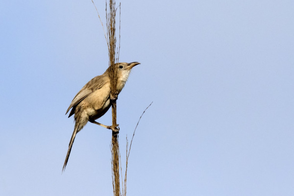 White-browed Antbird
