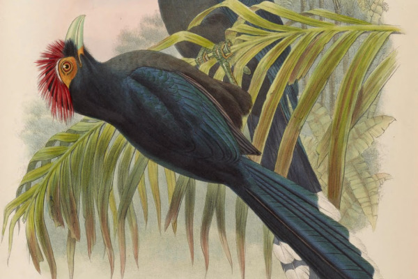 White-browed Antbird