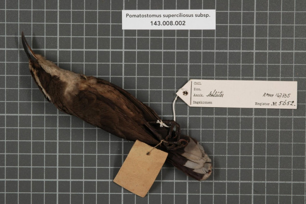 White-browed Babbler