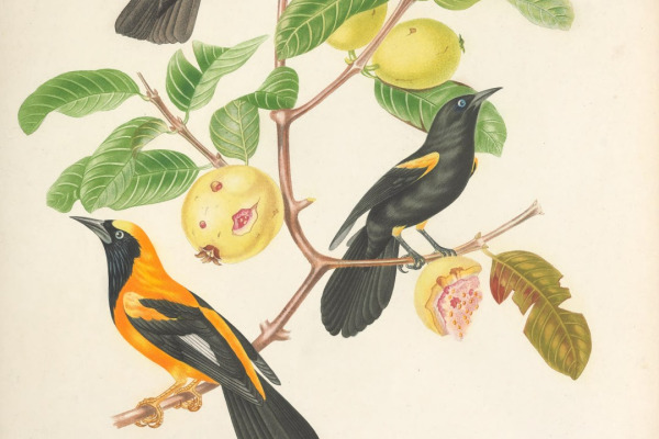 White-browed Blackbird