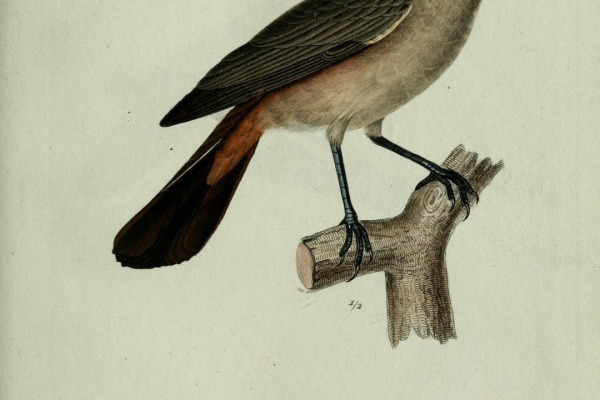 White-browed Blackbird