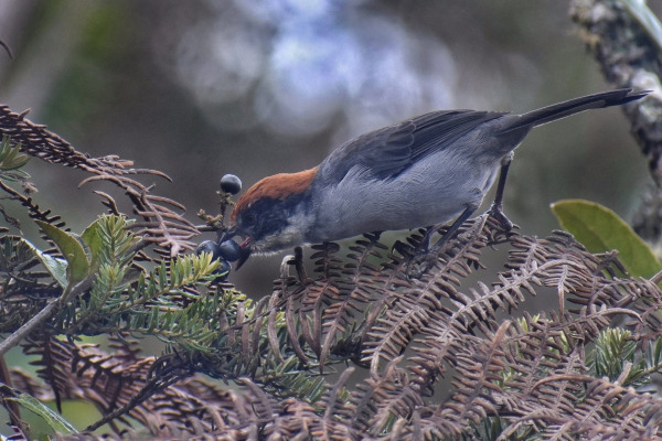 White-browed Brushfinch