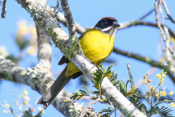 White-browed Brushfinch