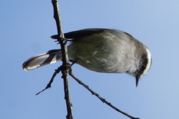 White-browed Chat-Tyrant