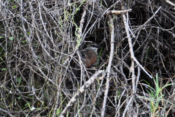 White-browed Coucal