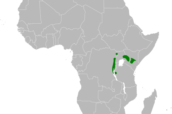 White-browed Crombec