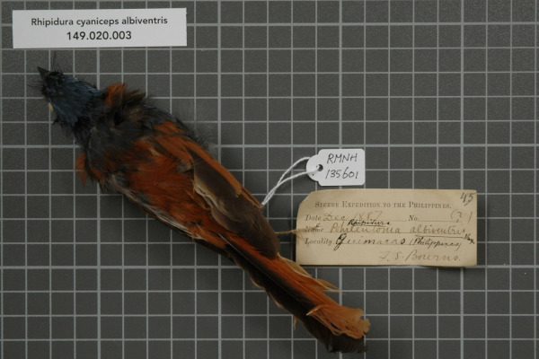 White-browed Fantail