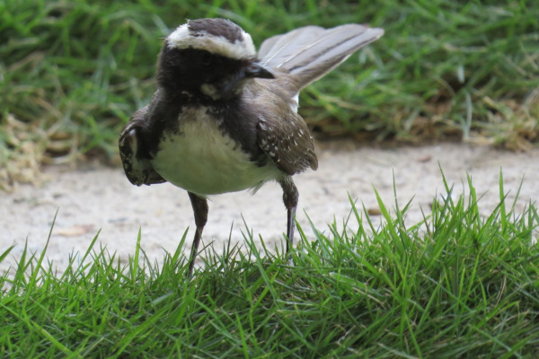 White-browed Fantail