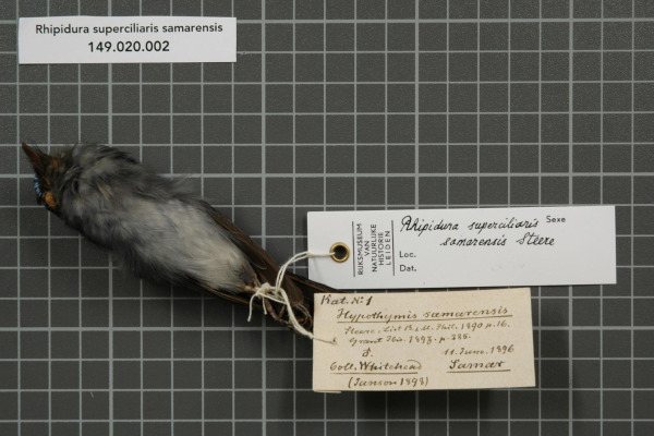 White-browed Fantail