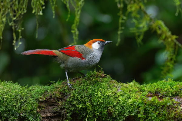 White-browed fulvetta