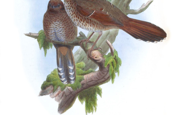 White-browed Fulvetta