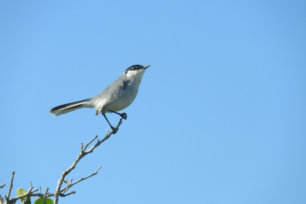 White-browed Gnatcatcher