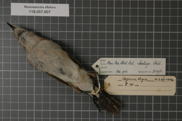 White-browed Ground-Tyrant