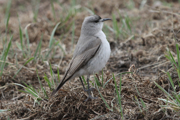 White-browed Ground-Tyrant