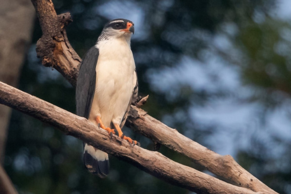 White-browed hawk
