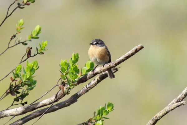 White-browed Piculet