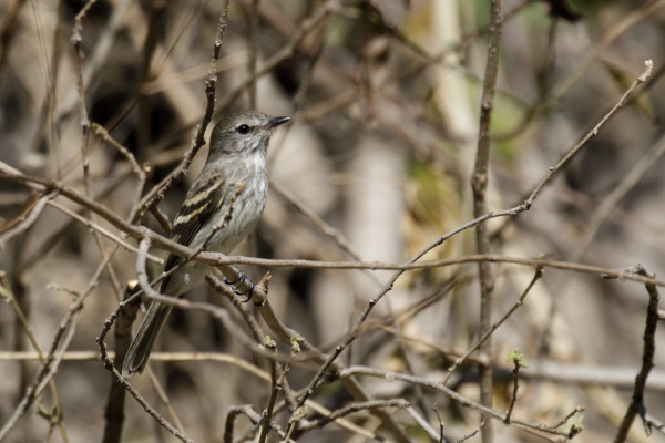 White-browed Purpletuft