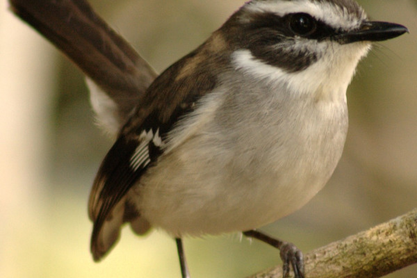 White-browed Robin