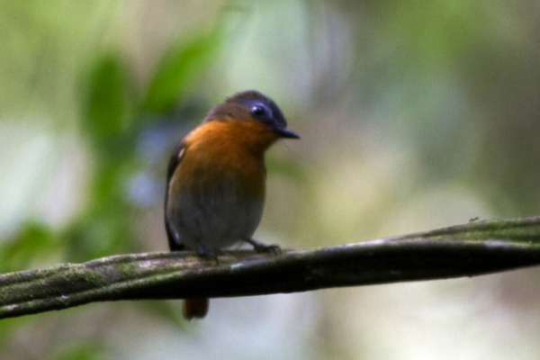 White-browed Robin-Chat