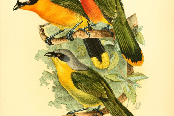 White-browed Robin-Chat