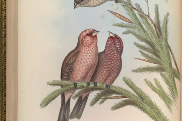 White-browed Rosefinch