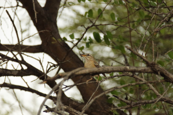 White-browed Scrub Robin