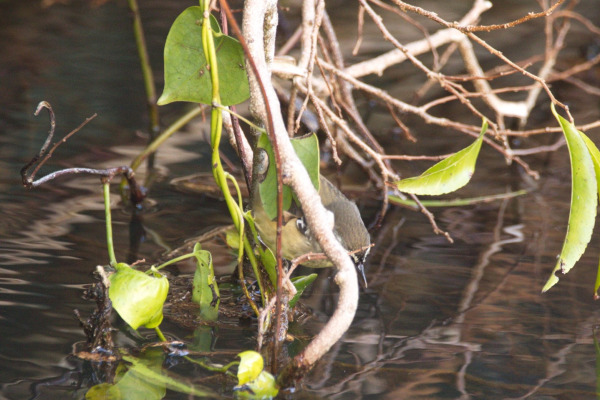 White-browed Scrubwren