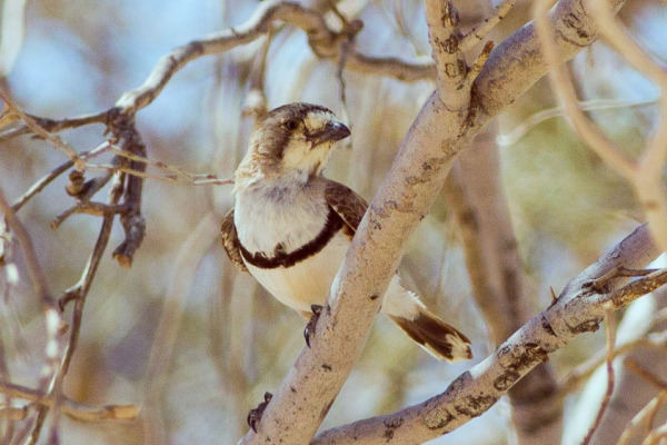 White-browed Scrubwren