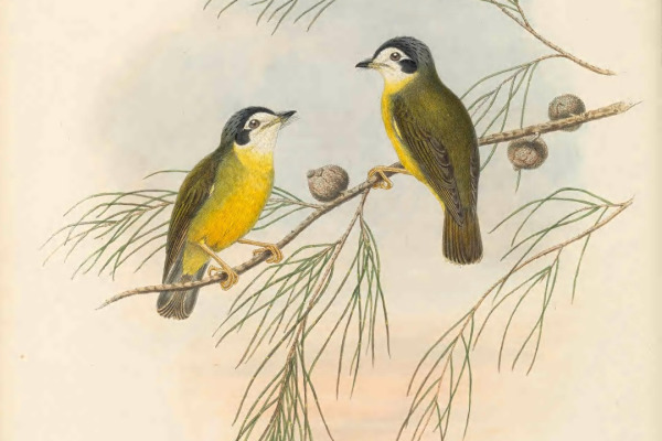 White-browed Scrubwren