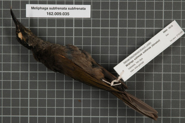 White-browed Scrubwren