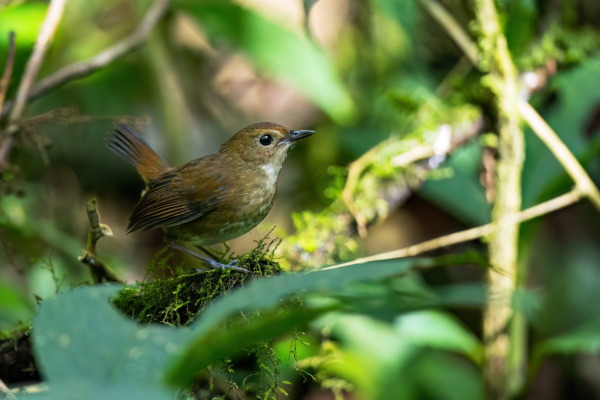 White-browed Shortwing