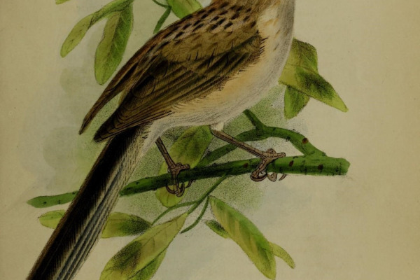 White-browed Shrike-Babbler