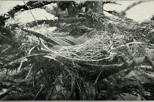 White-browed Shrike-Babbler