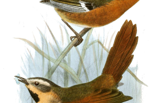 White-browed Spinetail