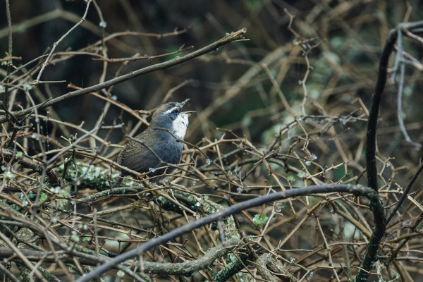 White-browed Tapaculo