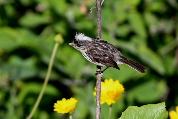 White-browed Tit-Spinetail