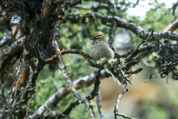 White-browed Tit-Spinetail