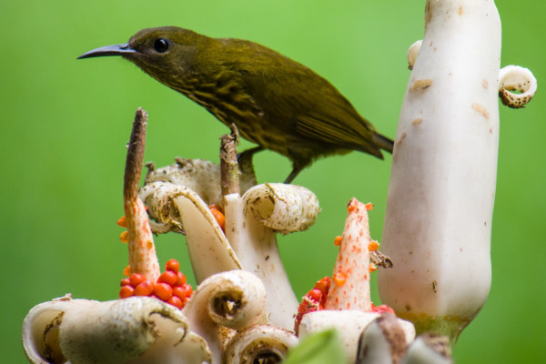 White-browed Tit-Warbler