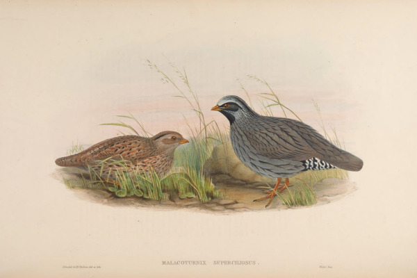 White-browed tit-warbler