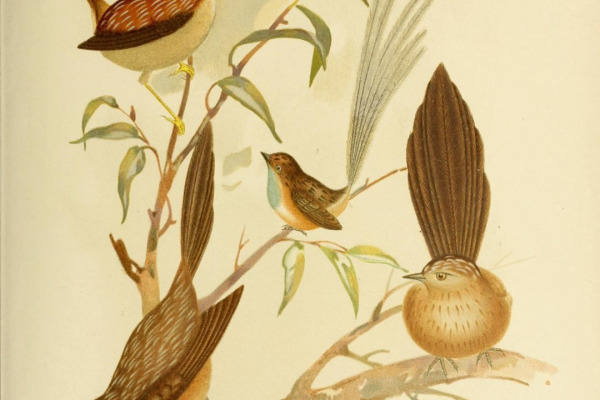 White-browed Treecreeper