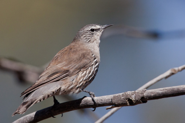 White-browed Treecreeper