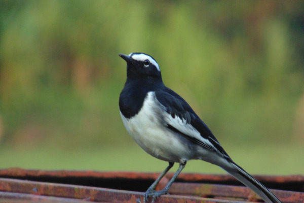 White-browed Wagtail