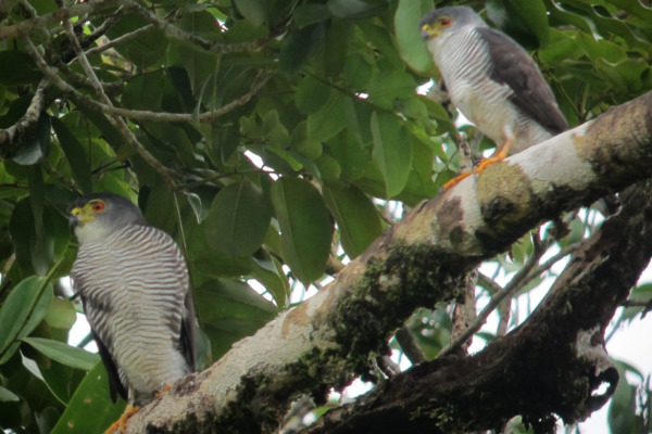 White-browed Woodpecker