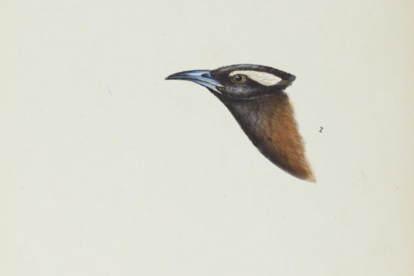 White-browed Woodswallow