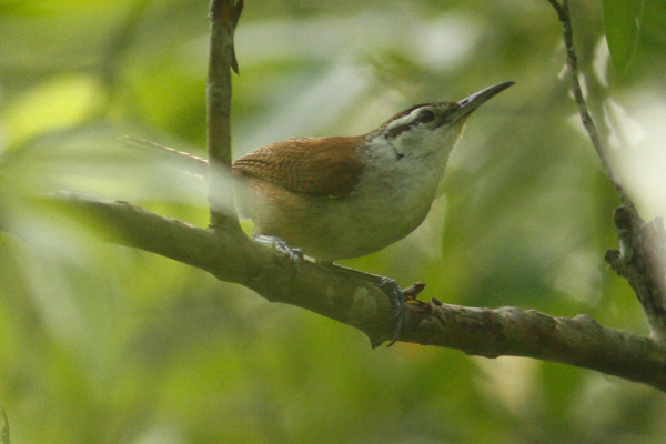 White-browed Wren
