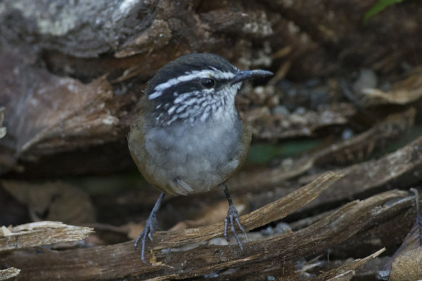 White-browed Wren