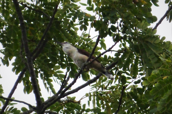 White-browed Wren
